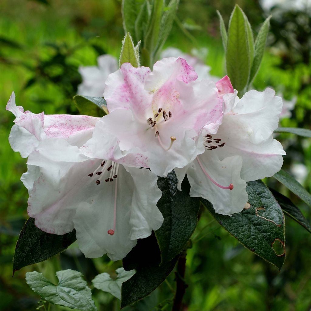 Rhododendron Edgeworthii - Grand rhododendron.