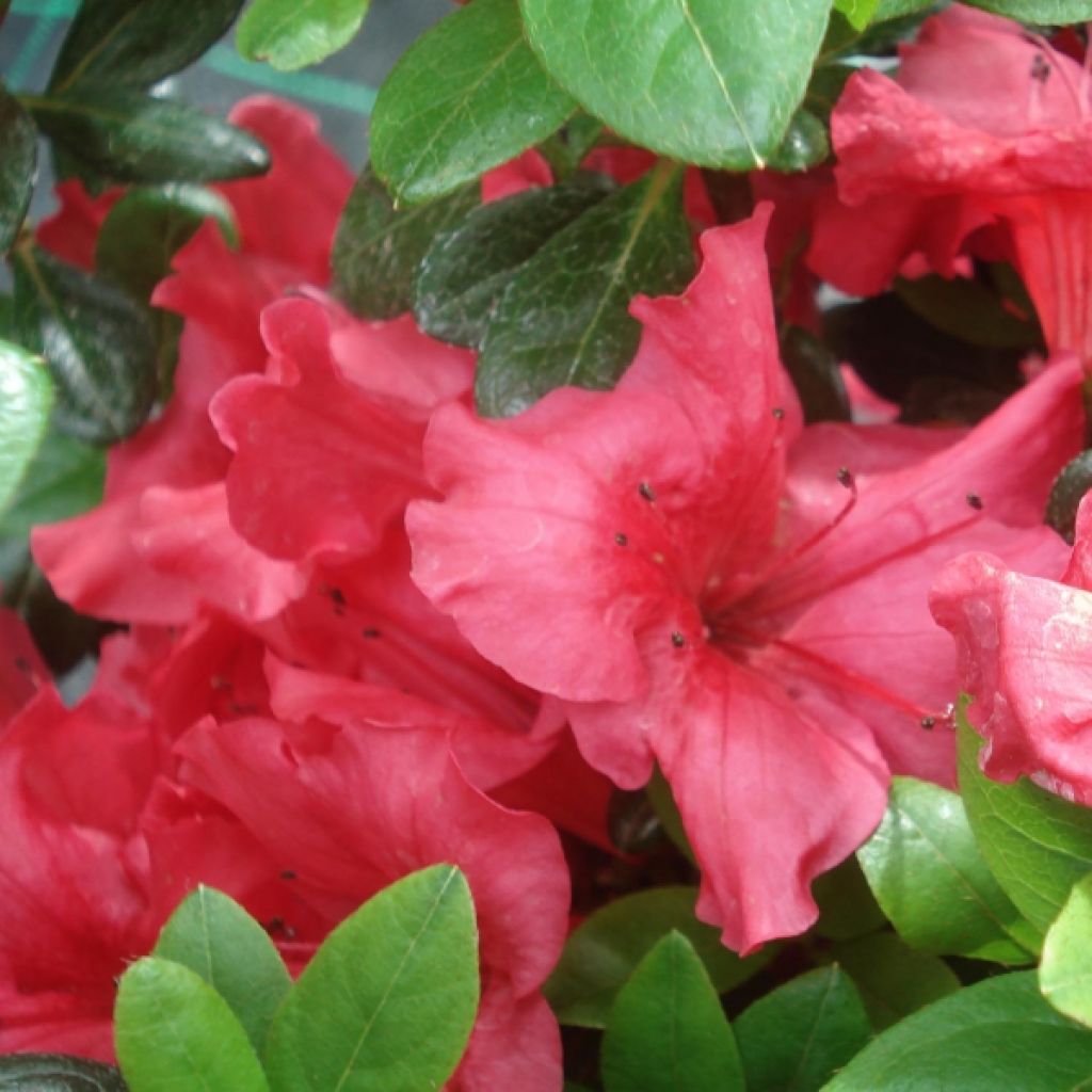 Azalée du Japon Johanna - Rhododendron hybride