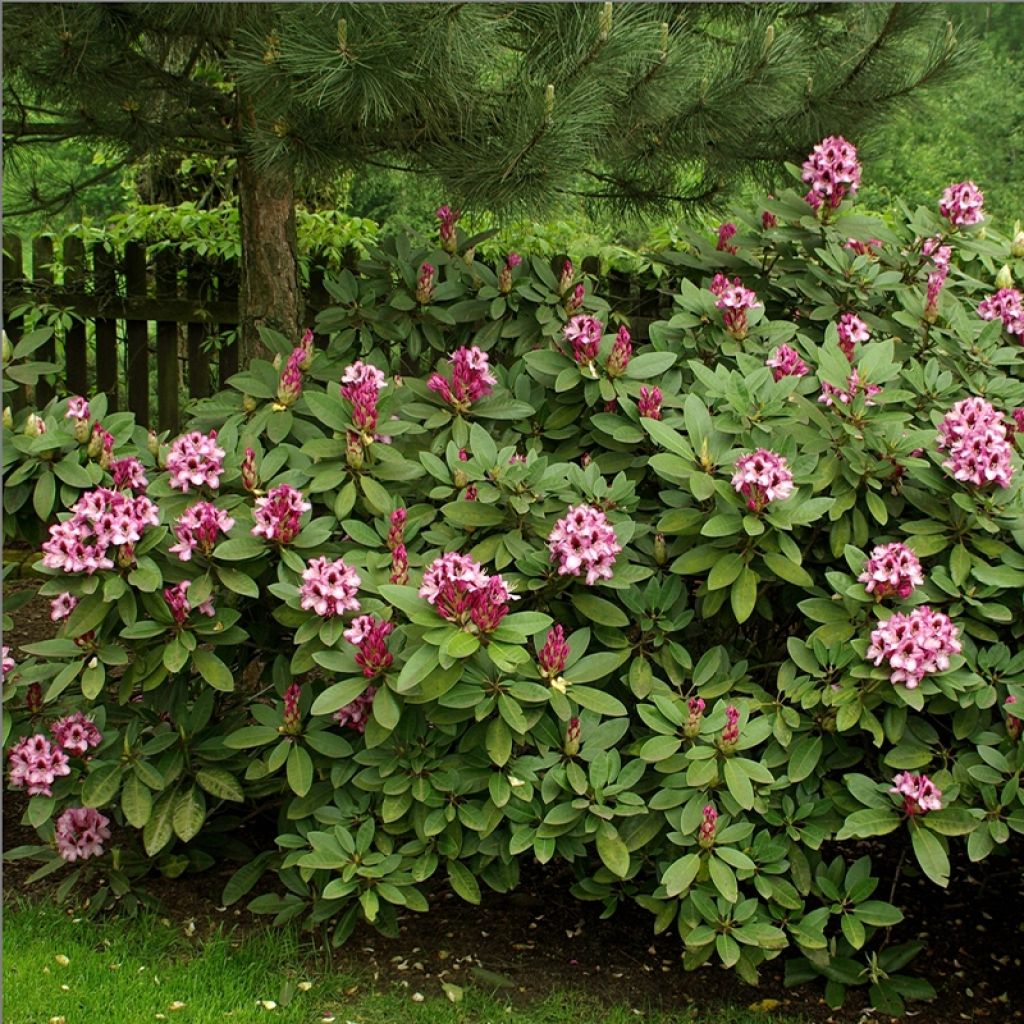 Rhododendron ponticum Kokardia