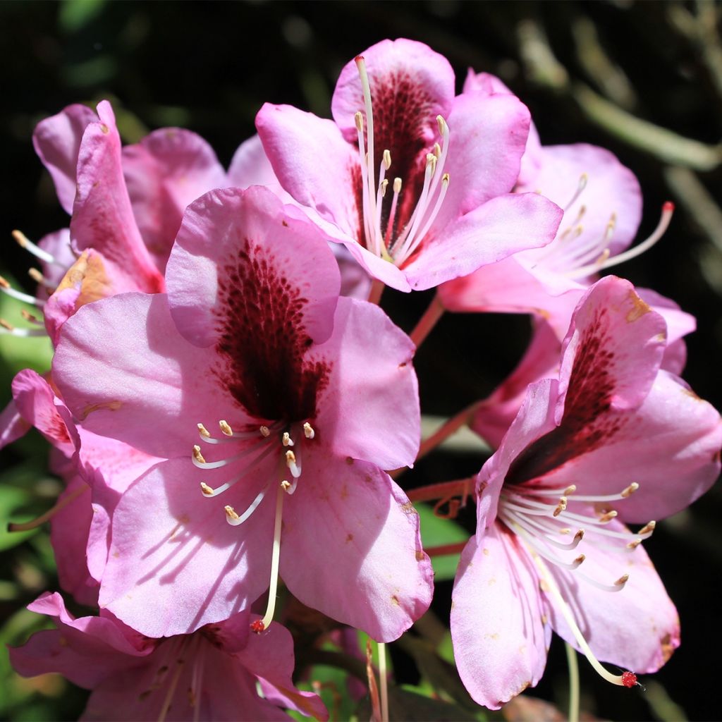 Rhododendron Kokardia