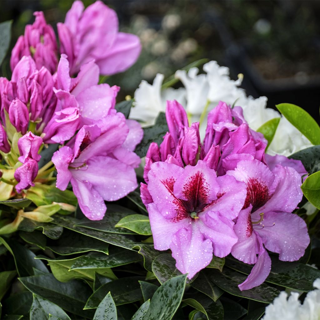 Rhododendron ponticum Kokardia