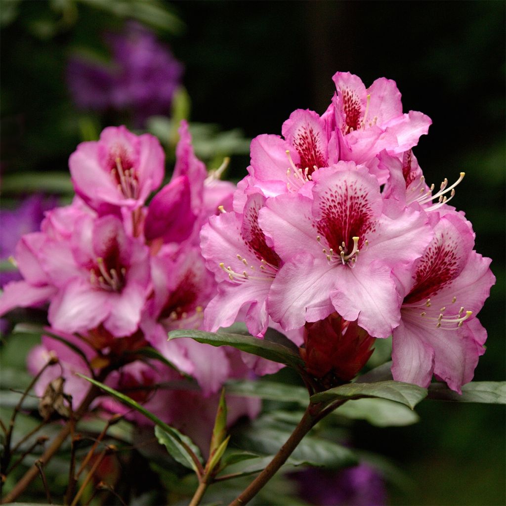 Rhododendron ponticum Kokardia