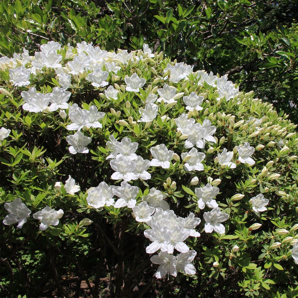 Rhododendron Luzi