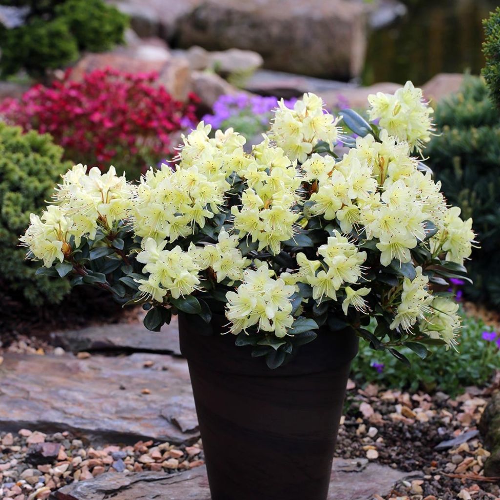  Rhododendron Princess Anne - Rhododendron nain