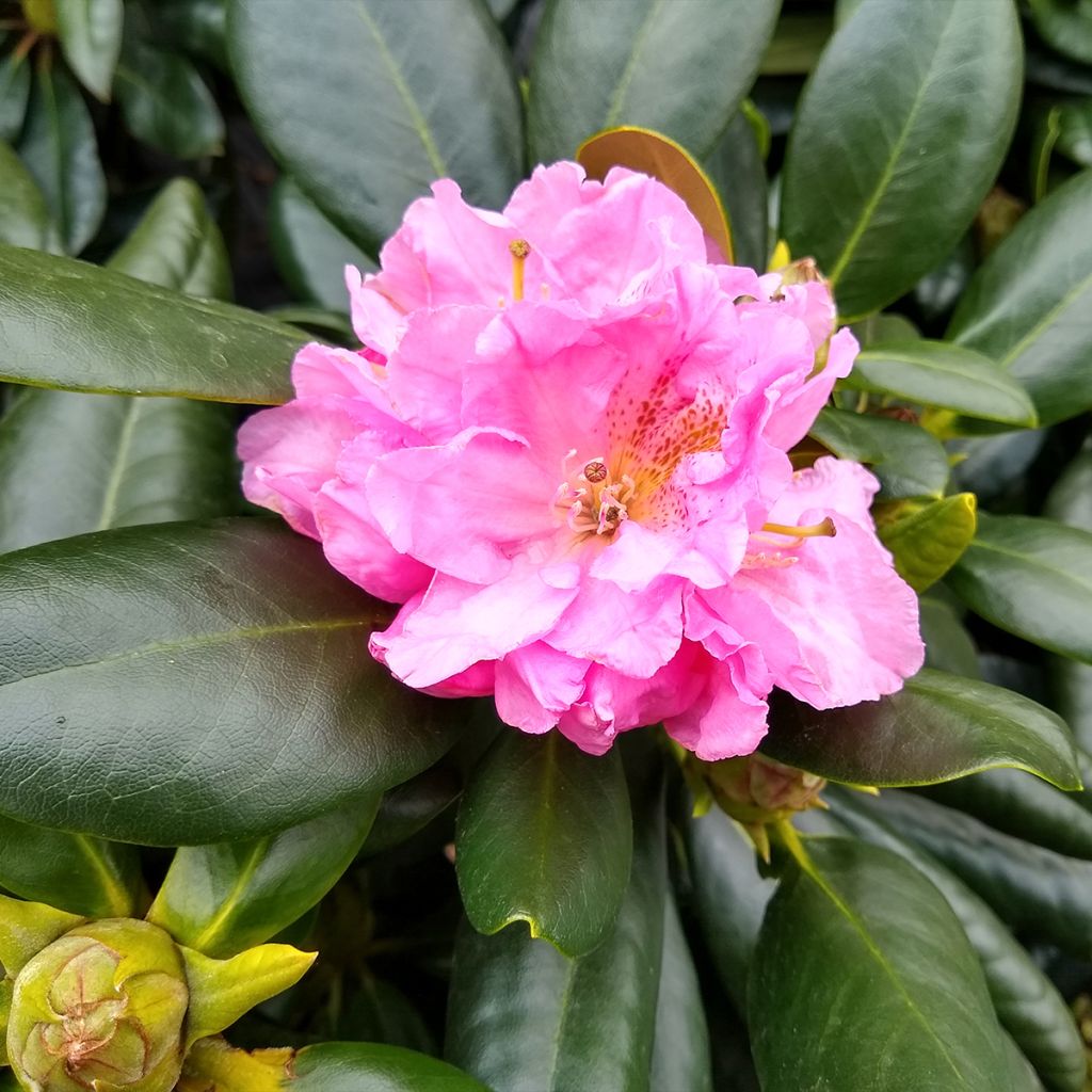 Rhododendron Scintillation