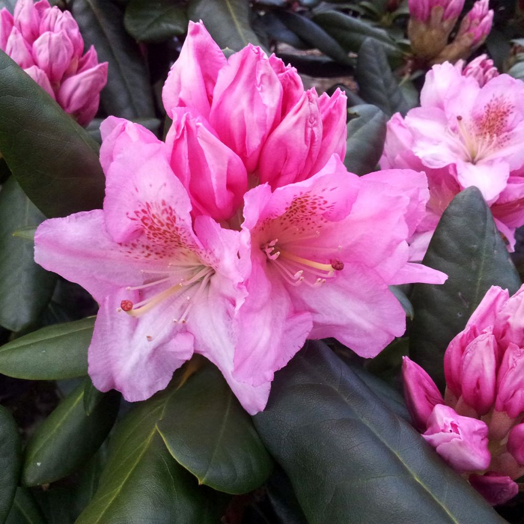 Rhododendron Scintillation