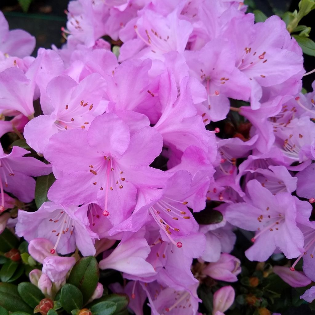 Rhododendron Snipe - Rhododendron nain