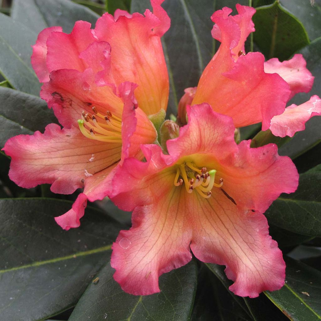 Rhododendron Unique Marmalade - Rhododendron hybride