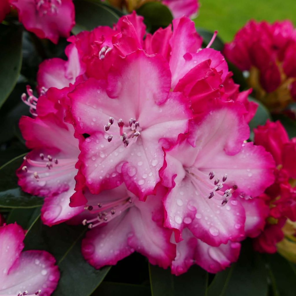 Rhododendron XXL®