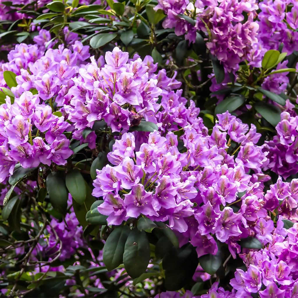 Rhododendron catawbiense Boursault