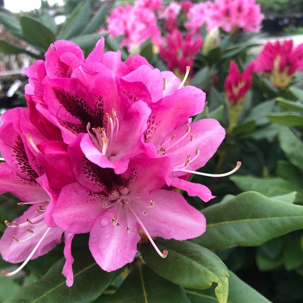 Rhododendron  Cosmopolitan