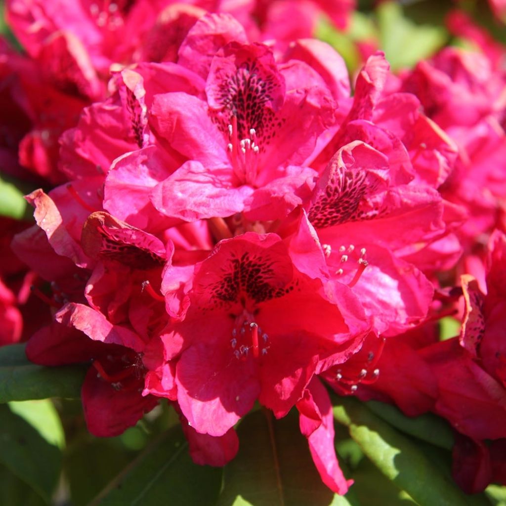 Rhododendron hybride Lord Roberts