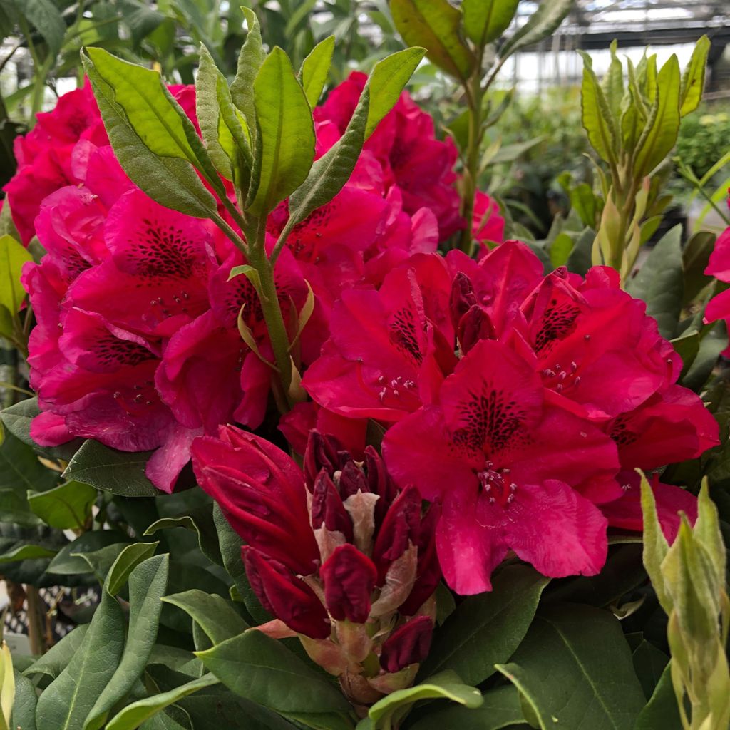 Rhododendron hybride Lord Roberts