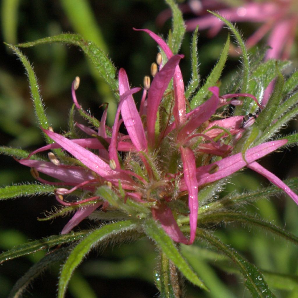 Rhododendron Linearifolium - Rhododendron nain