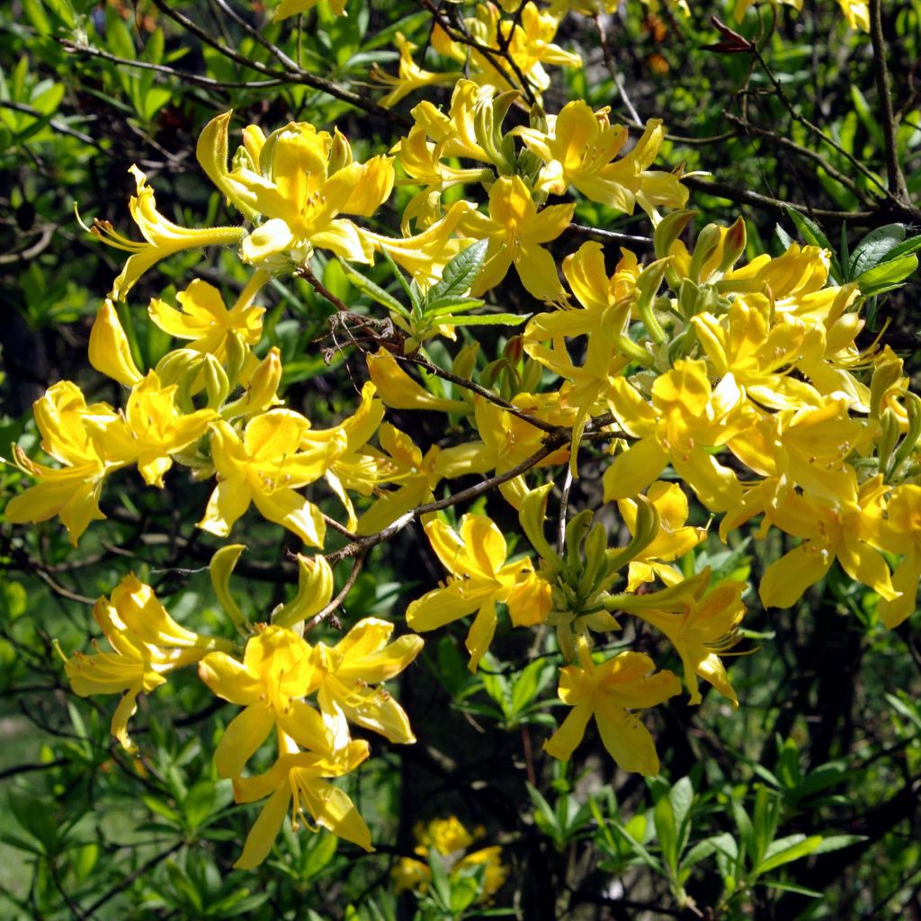 Azalée de Chine - Rhododendron luteum