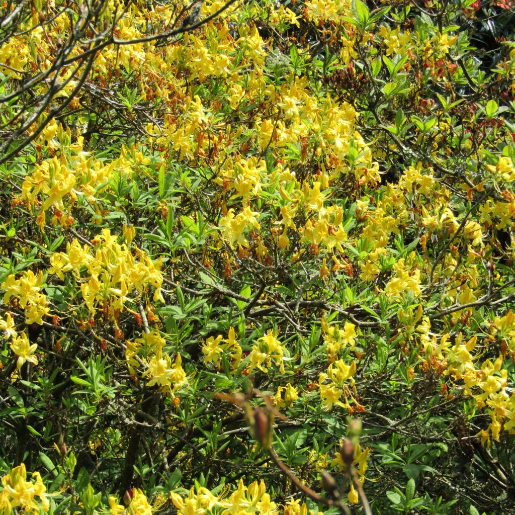 Azalée de Chine - Rhododendron luteum