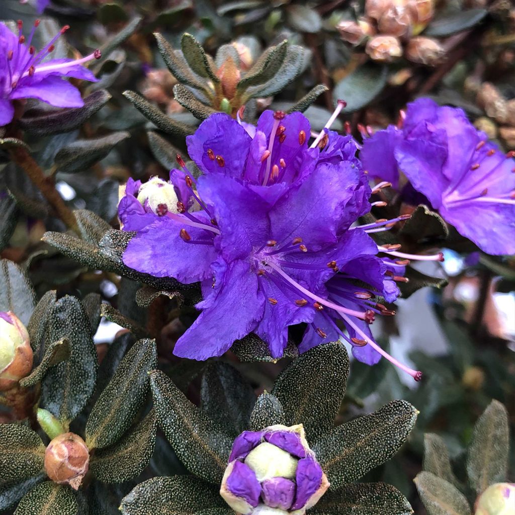 Rhododendron nain Azurika