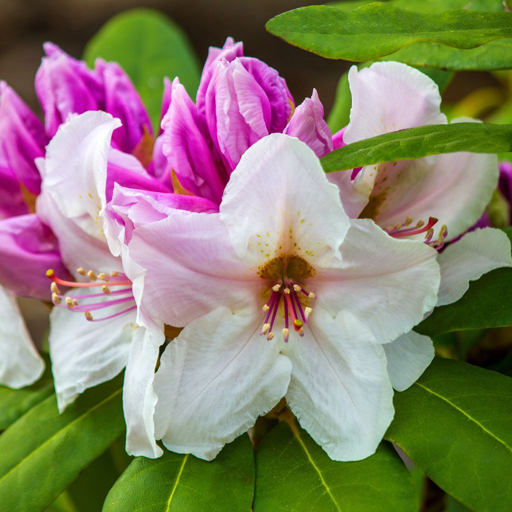 Rhododendron Gartendirektor Rieger