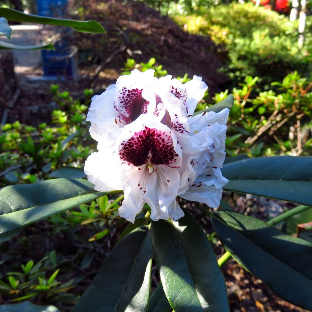 Rhododendron Sappho