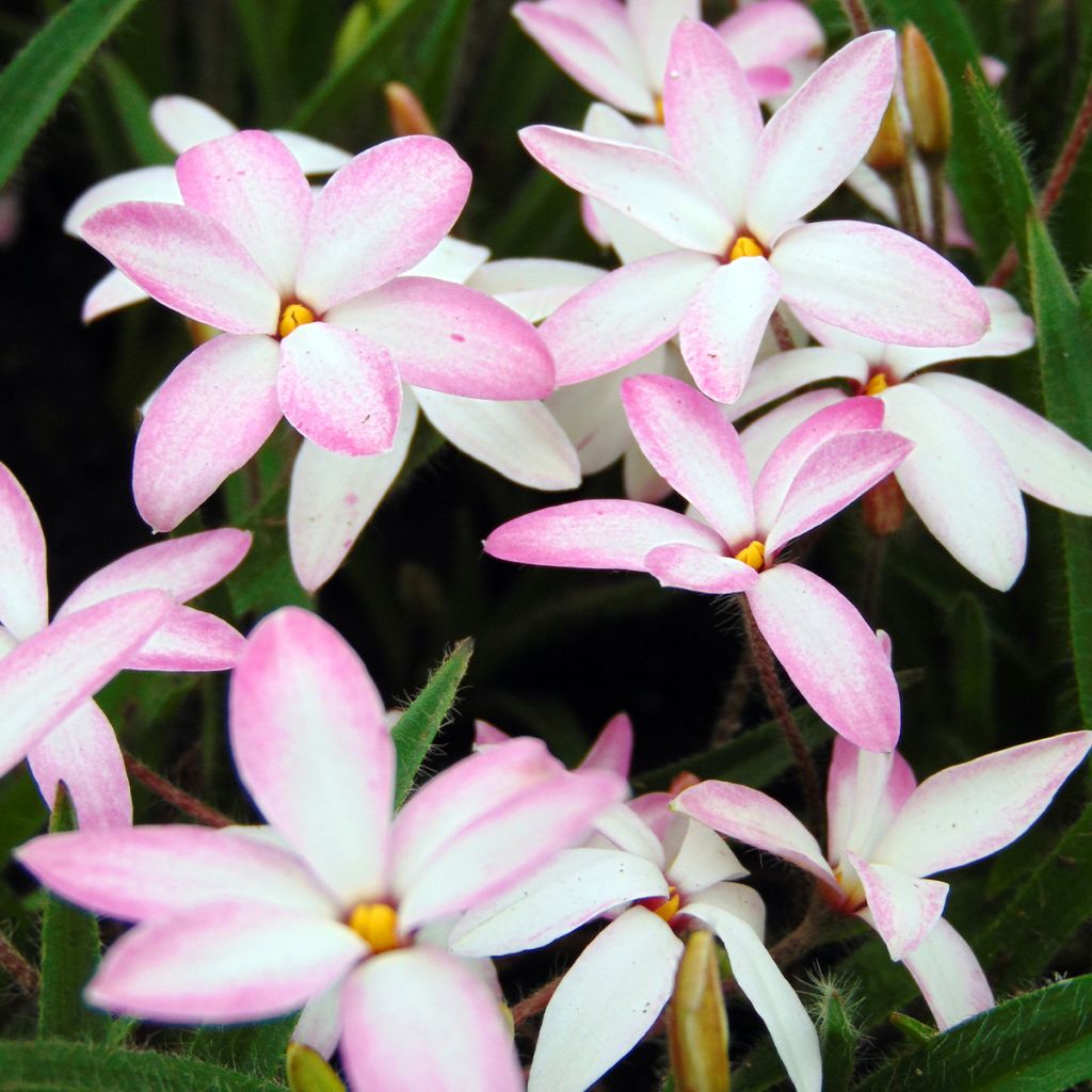 Rhodoxis Fairy Kisses - Rhodohypoxis (x) Hypoxis