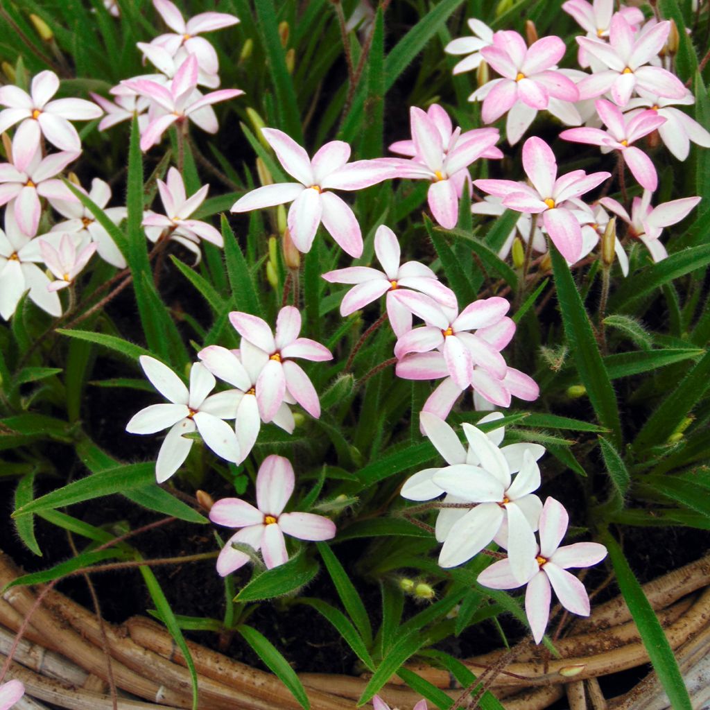 Rhodoxis Fairy Kisses - Rhodohypoxis (x) Hypoxis