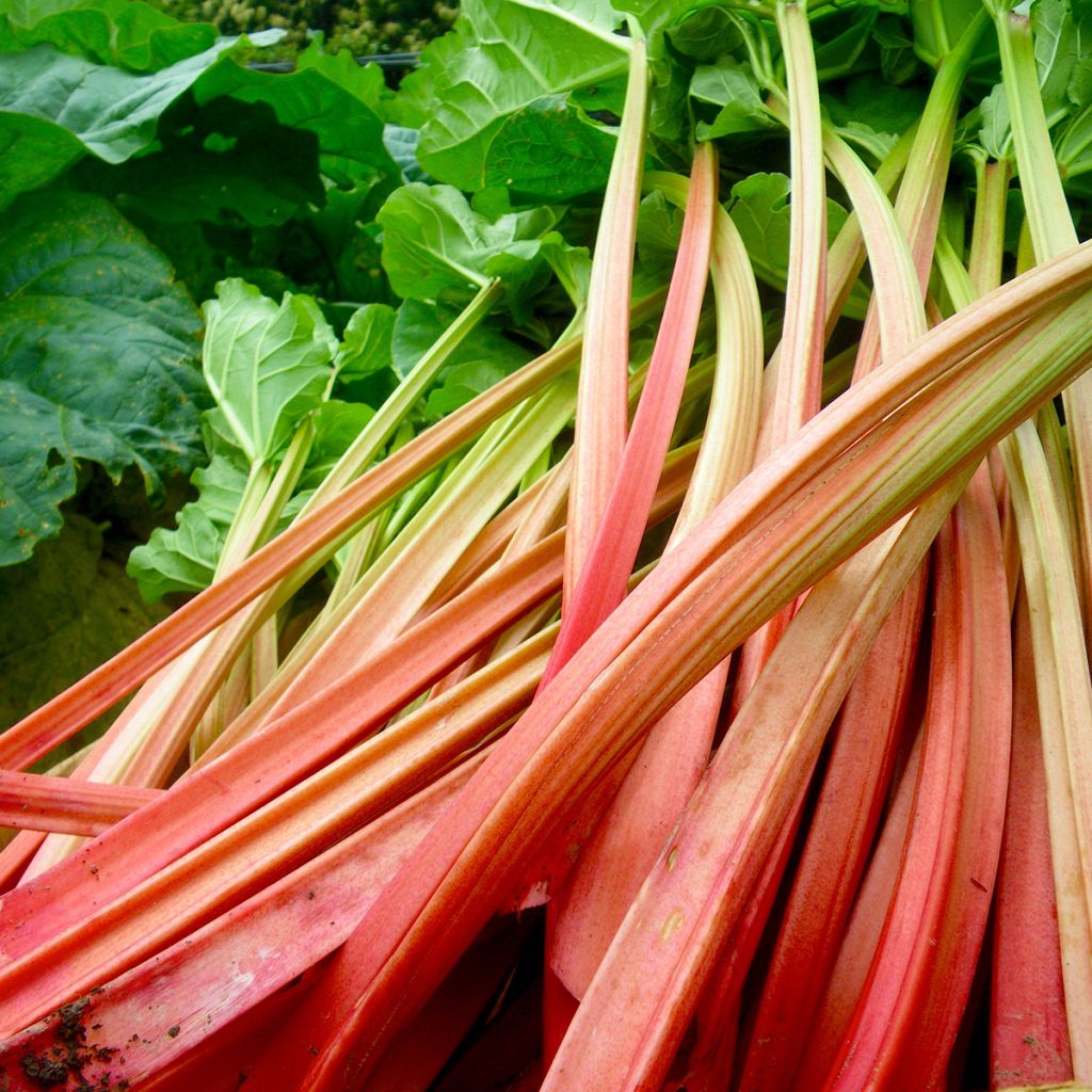 Rheum rhaponticum 'Paragon Rouge'