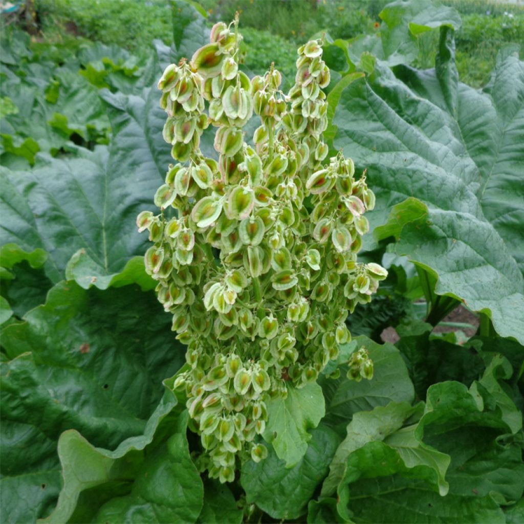 Rhubarbe à côte - Rheum raponticum - Rhubarbe des Jardins