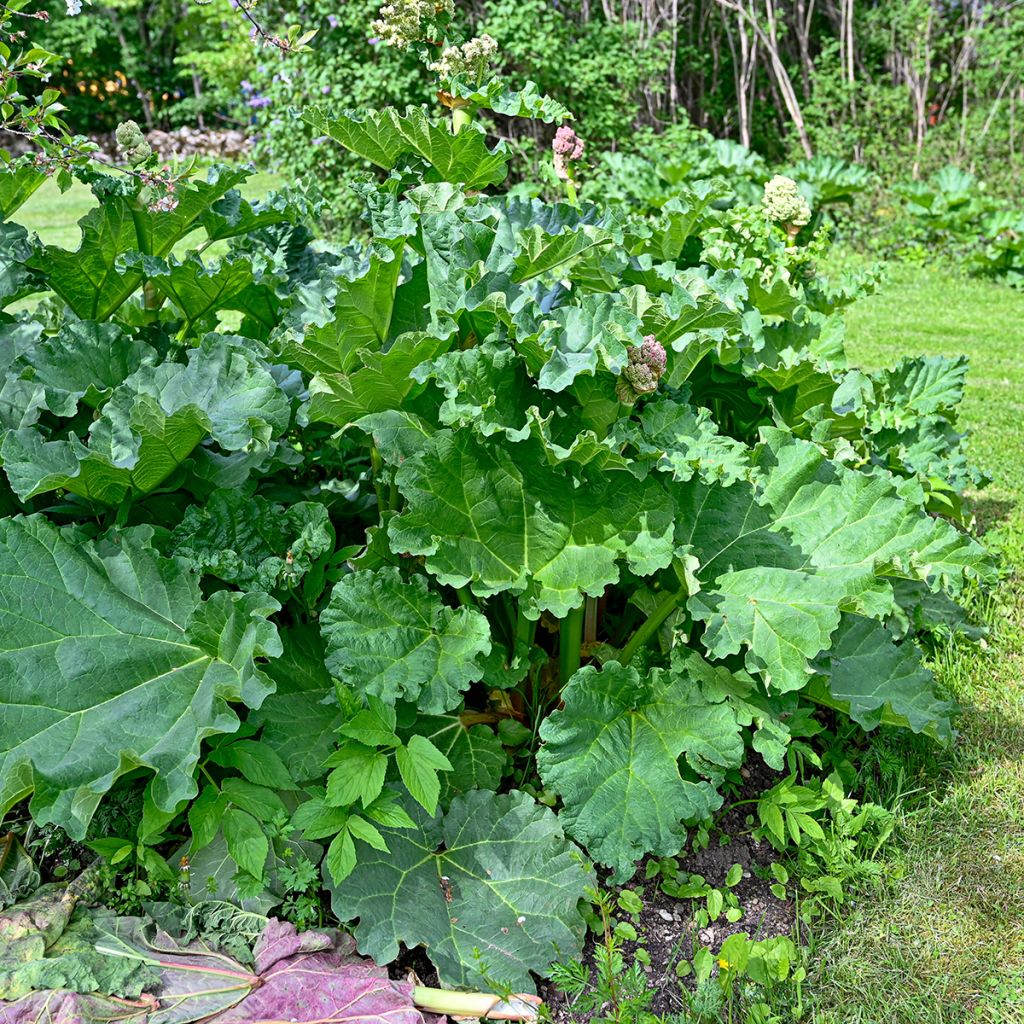 Rheum hybridum Victoria - Rhubarb