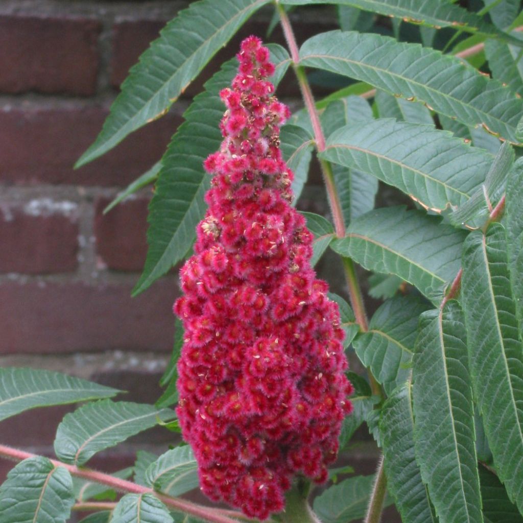 Sumac lacinié - Rhus glabra laciniata