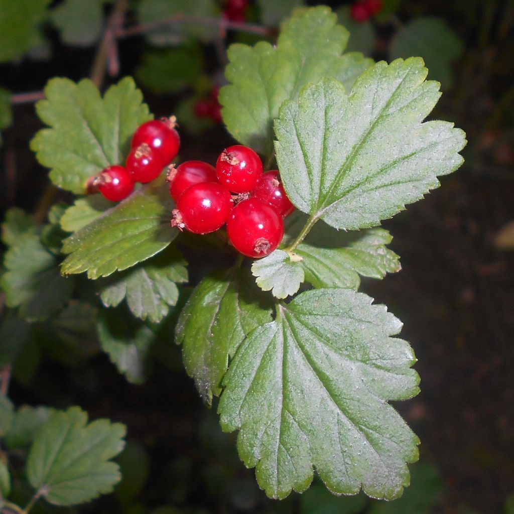 Ribes alpinum - Groseillier des Alpes.