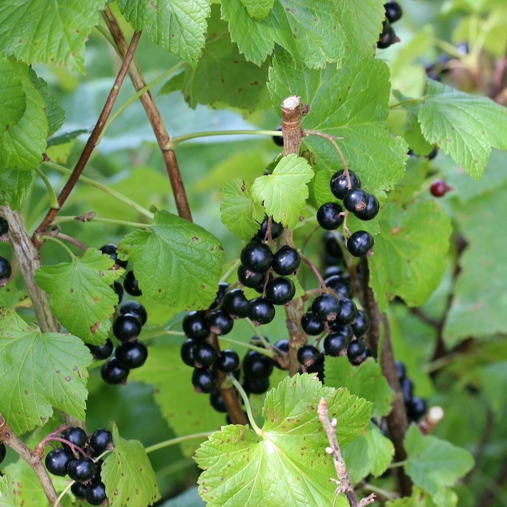 Cassissier Little Black Sugar