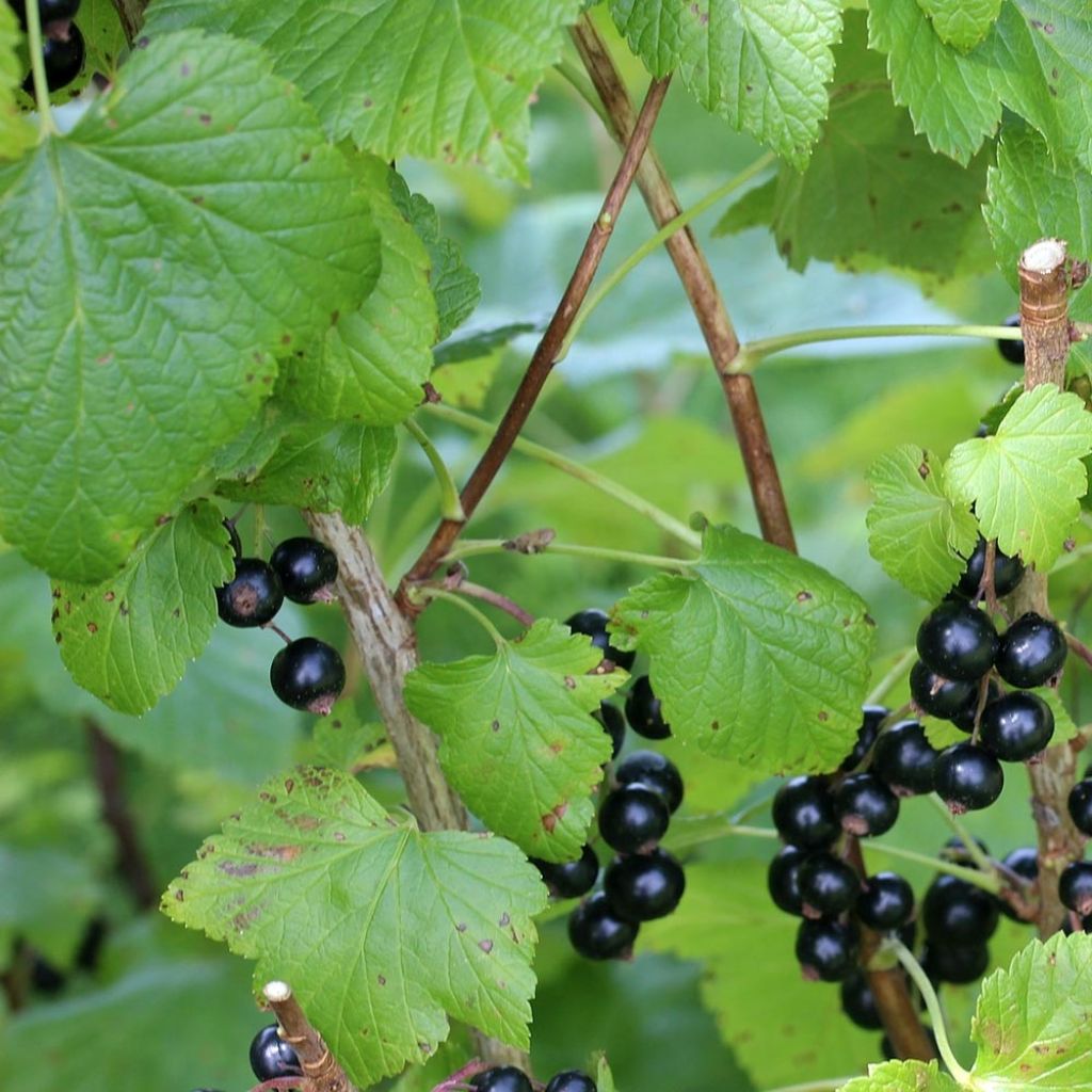 Cassissier Little Black Sugar