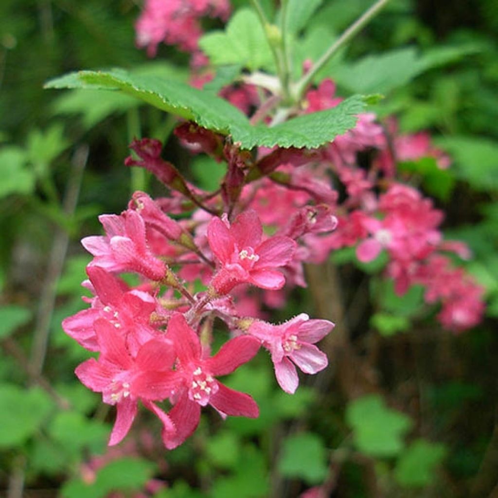 Ribes sanguineum 