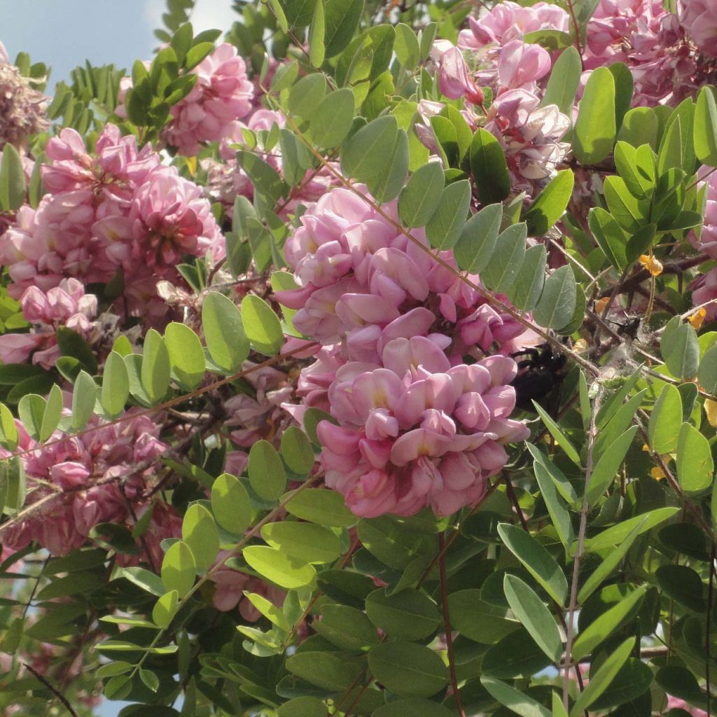 Robinia hispida (elliottii) Rosea