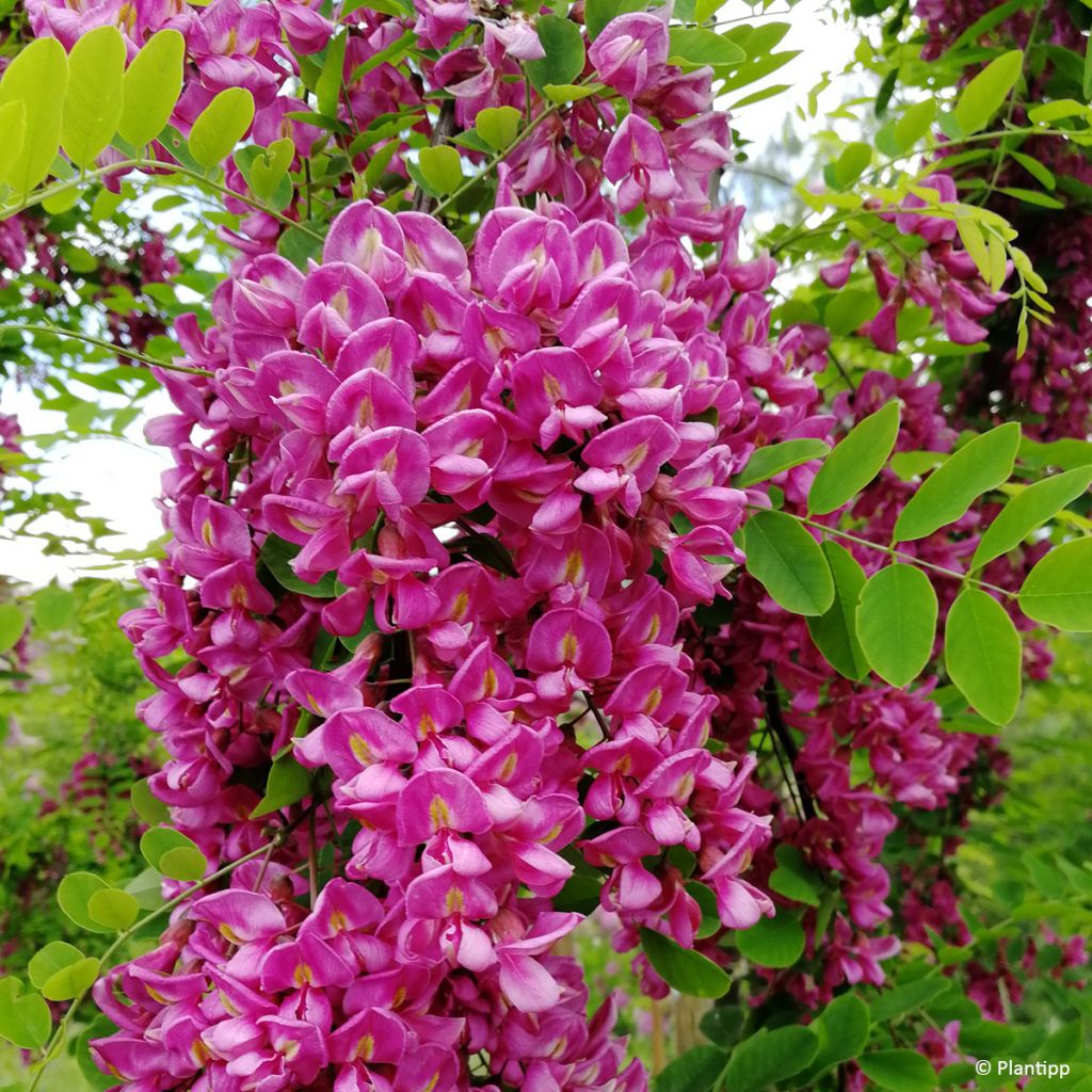 Robinia hispida Rosea - Rose acacia