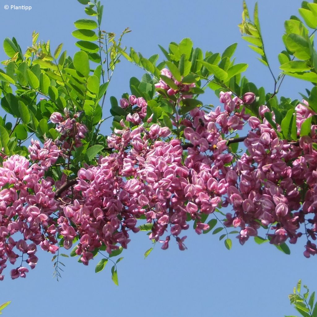 Robinia hispida Rosea - Rose acacia