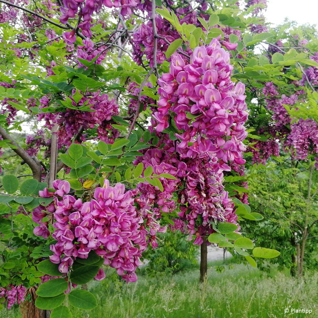 Robinia hispida Rosea - Rose acacia