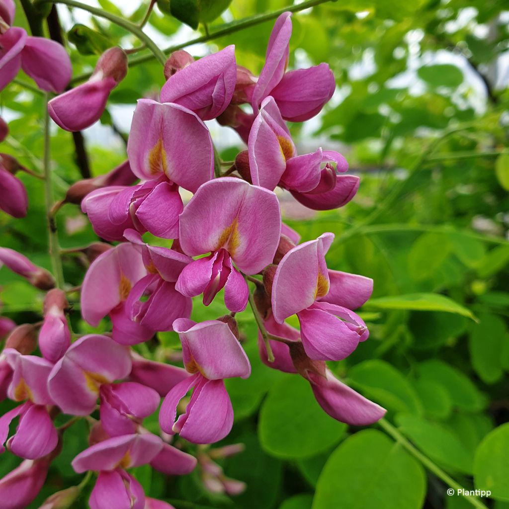 Robinia hispida Rosea - Rose acacia