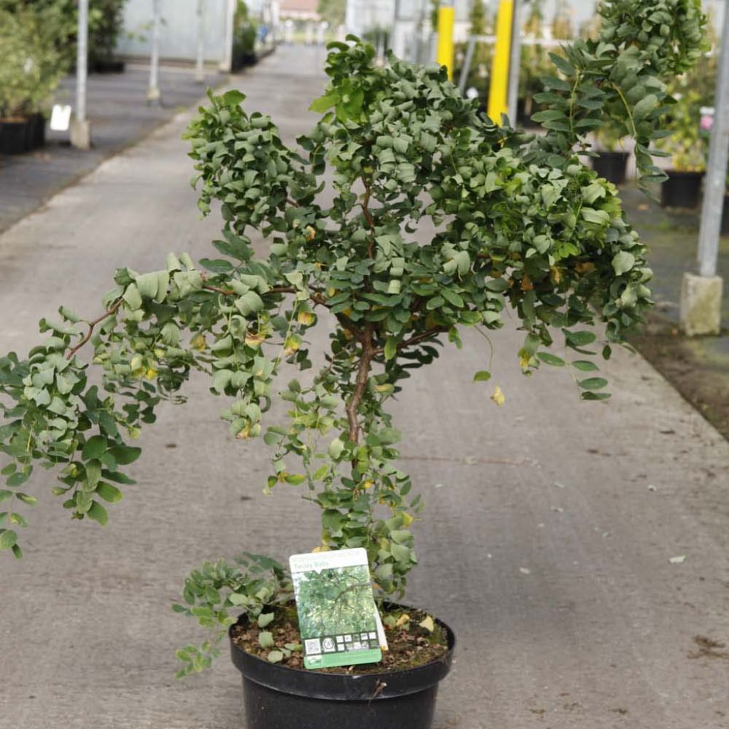 Robinia pseudoacacia Twisty Baby - Acacia nain tortueux.