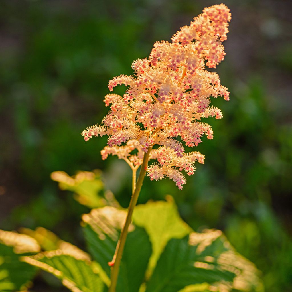 Rodgersia aesculifolia