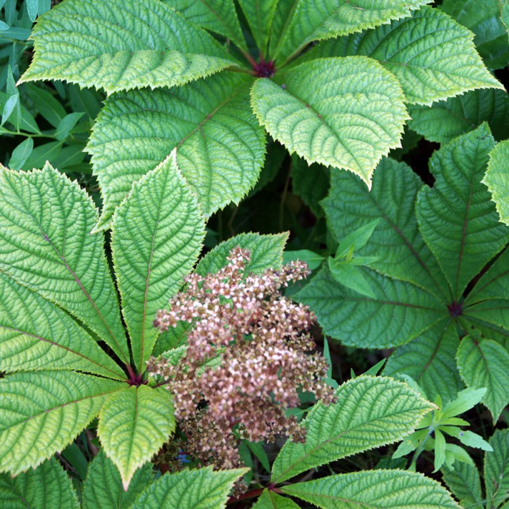 Rodgersia aesculifolia