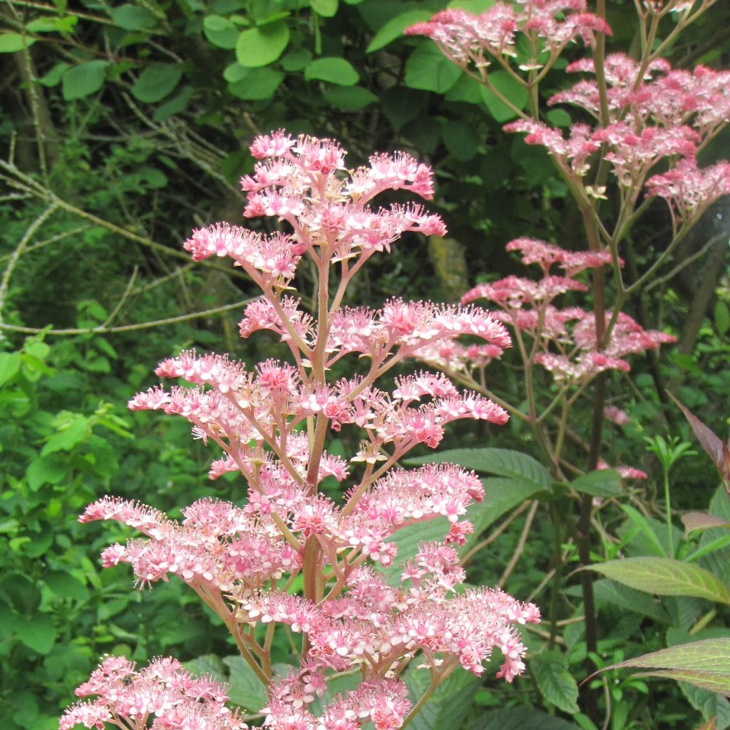 Rodgersia pinnata Chocolate Wings