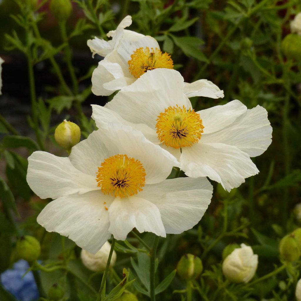 Romneya coulteri - Pavot en arbre.