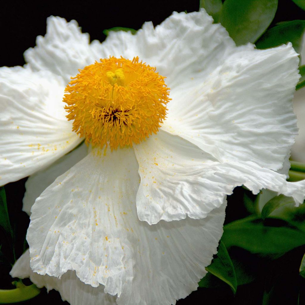 Romneya coulteri - Pavot en arbre.