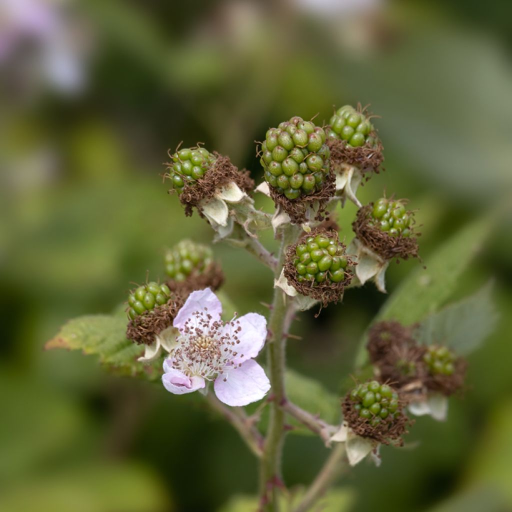 Ronce commune - Rubus fruticosus