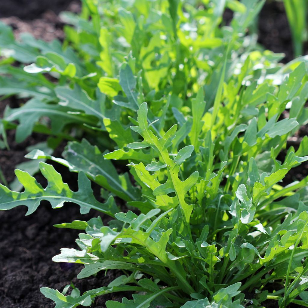 Diplotaxis tenuifolia Montana - wild rocket