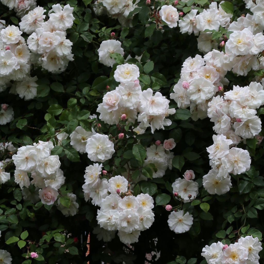 Rosier Liane Adélaïde d’Orléans - Rosa (x) sempervirens