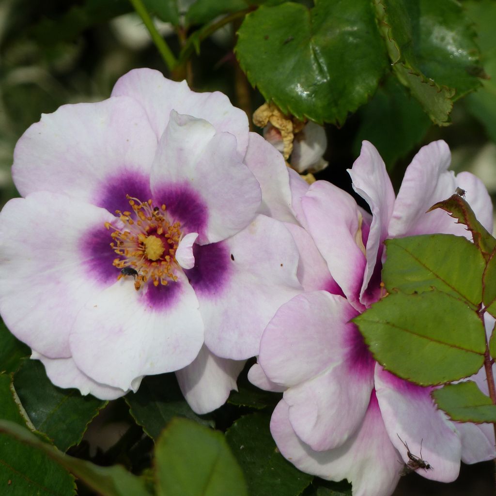 Rosa Blue Eyes (Pejbigeye) - Rosa (x) persica