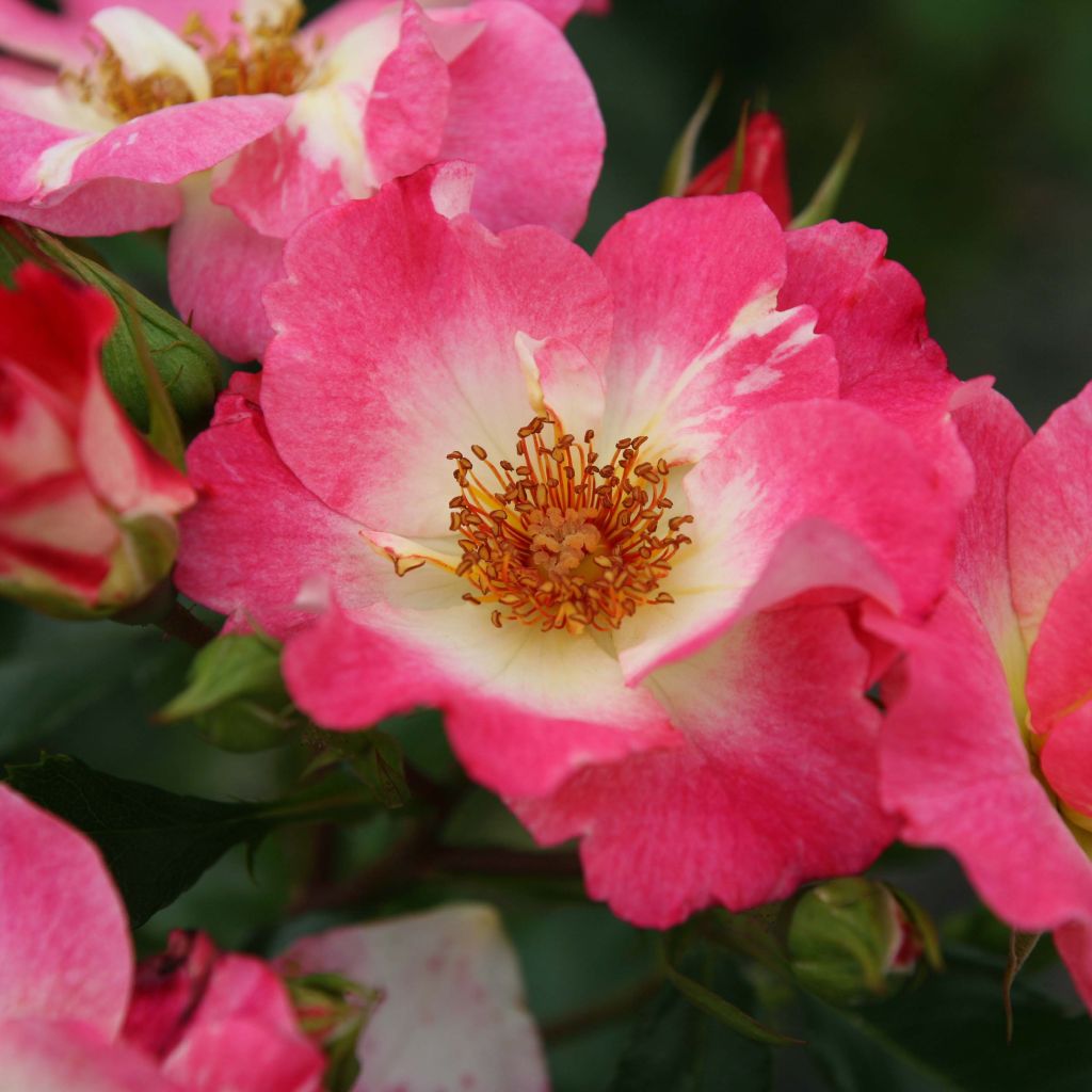 Rosa Dolomiti - ground cover rose