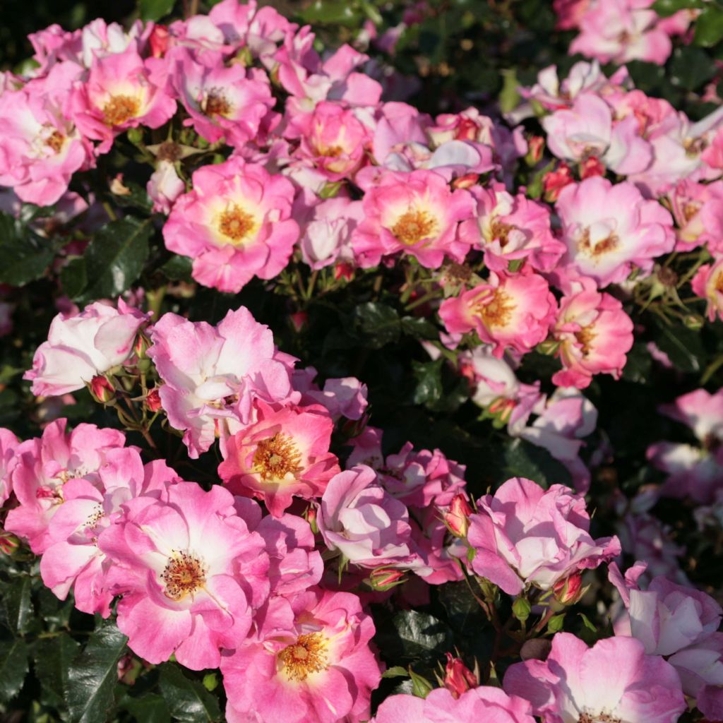 Rosa Dolomiti - ground cover rose